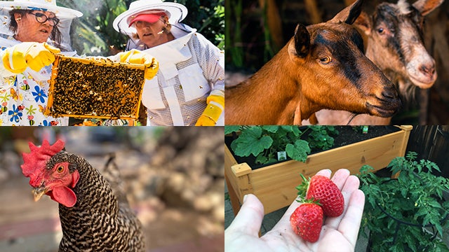 beekeeping, goats, chicken and home garden